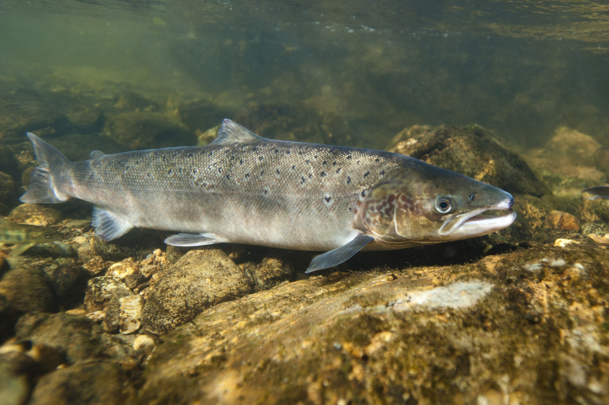 Saumon Atlantique | Fédération Pêche Dordogne